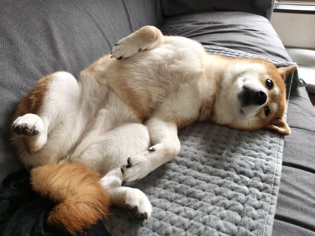 柴犬 イヌ へそ天