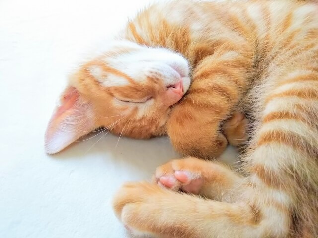 ネコ 睡眠