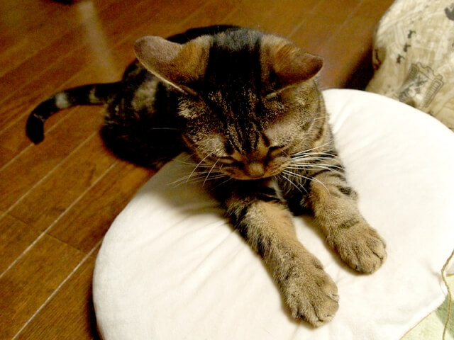 ネコ ふみふみ