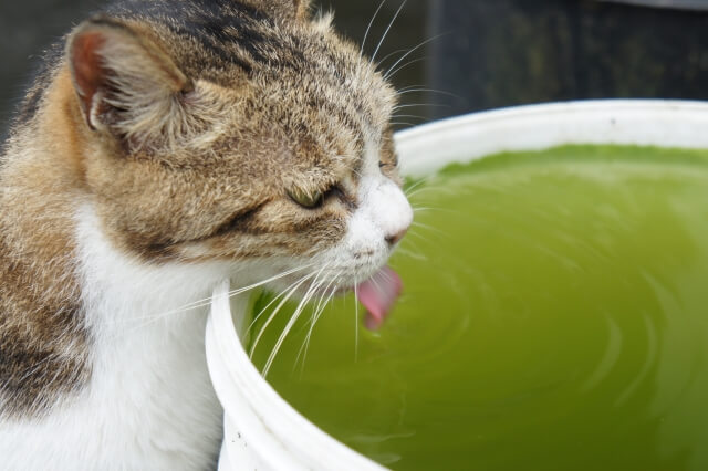 ネコ 舌