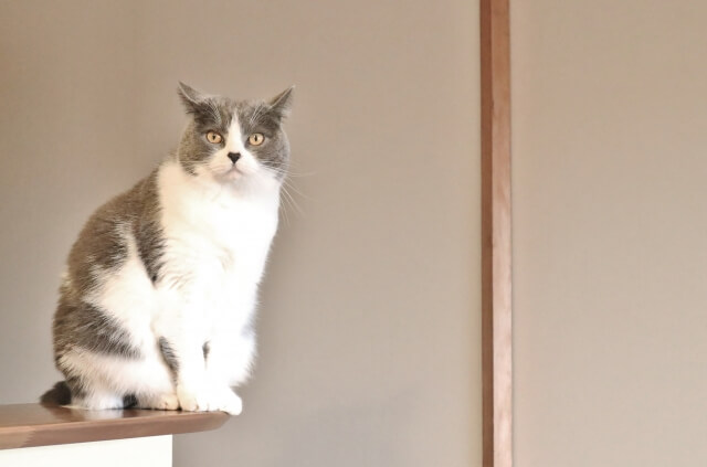 ネコ