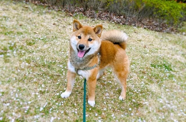 柴犬 イヌ