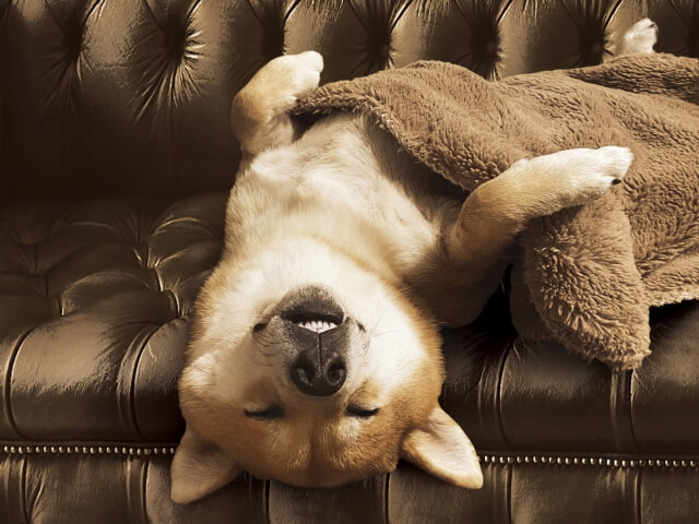 柴犬 イヌ 睡眠