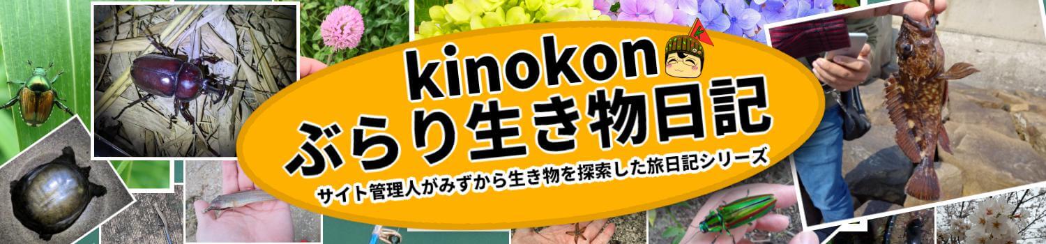 kinokonぶらり生き物日記 バナー サムネ