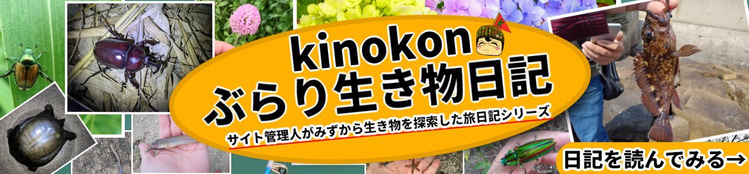 kinokonぶらり生き物日記 バナー