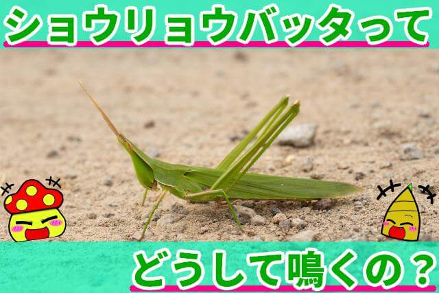 ショウリョウバッタ なぜ鳴く