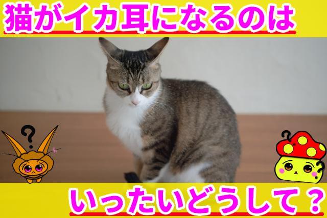 ネコ イカ耳