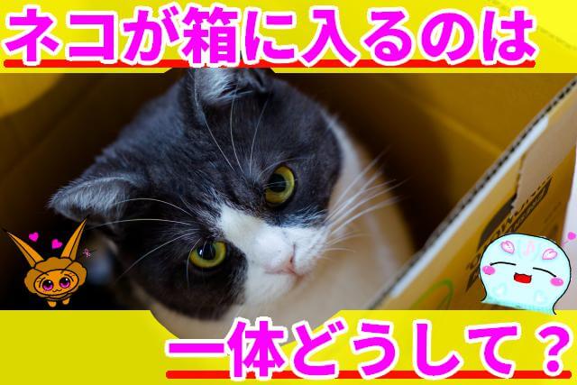 ネコ 箱に入るのはなぜ