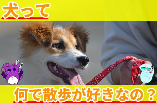 犬 散歩好き なぜ