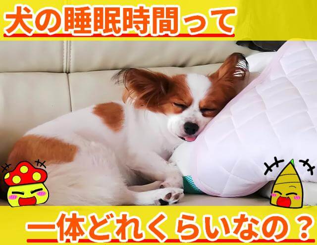 犬 睡眠時間