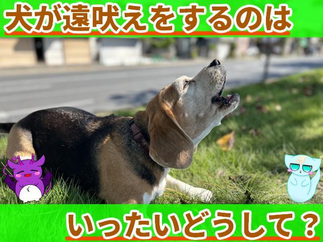 犬 遠吠え
