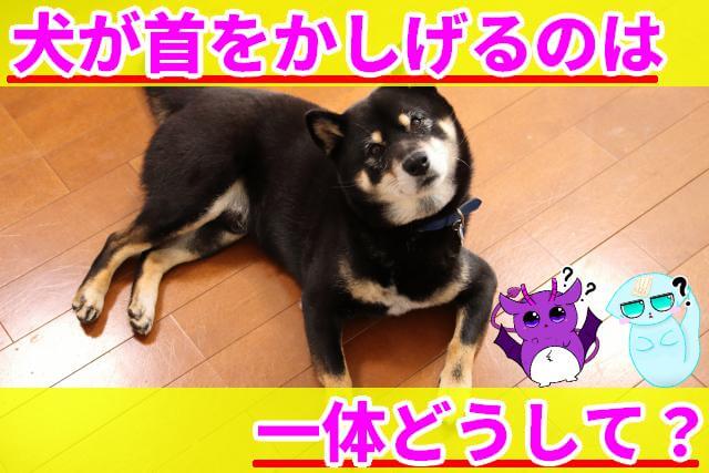 犬 首をかしげる