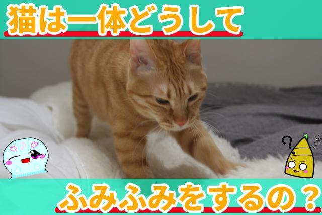 猫 ふみふみ