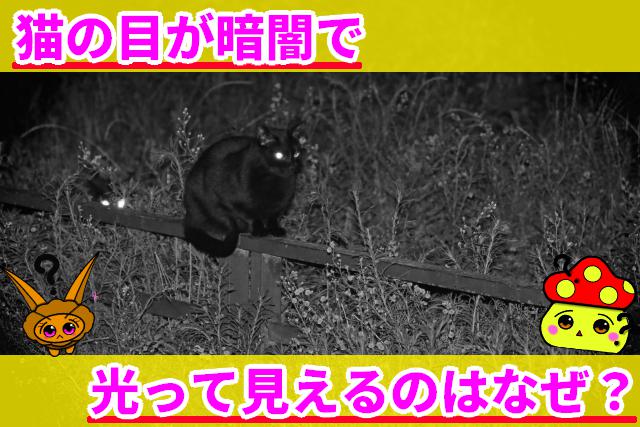 猫 目 光るのはなぜ