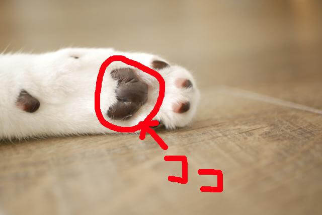 ネコ 肉球