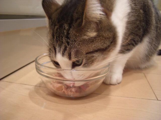 ネコ 食事