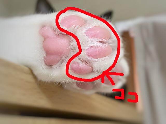 ネコ 肉球