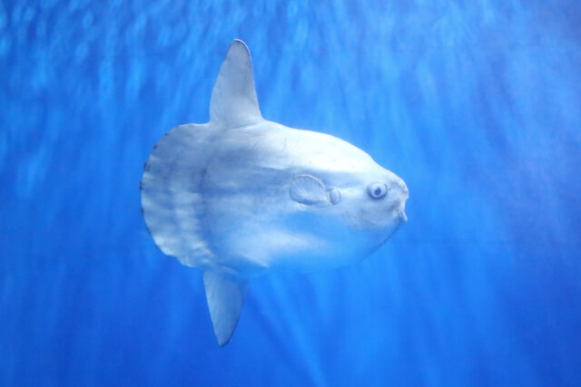 マンボウ