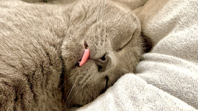 ネコ 睡眠