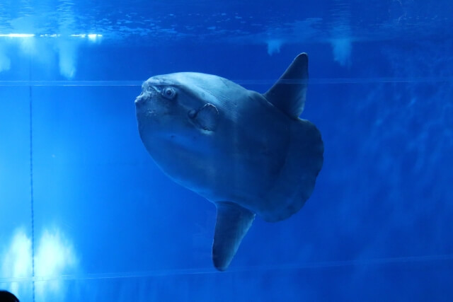 マンボウ