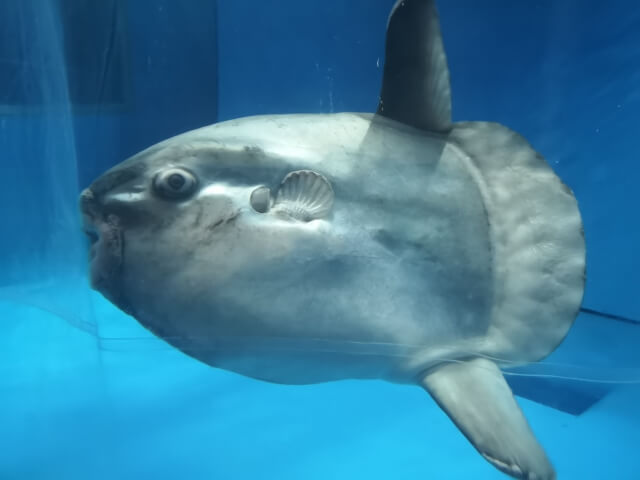 マンボウ