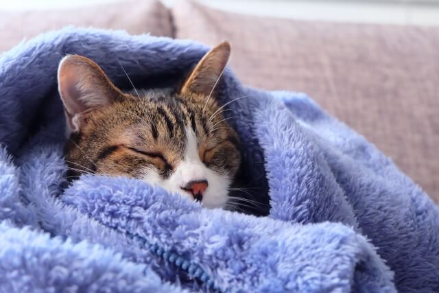 ネコ 睡眠