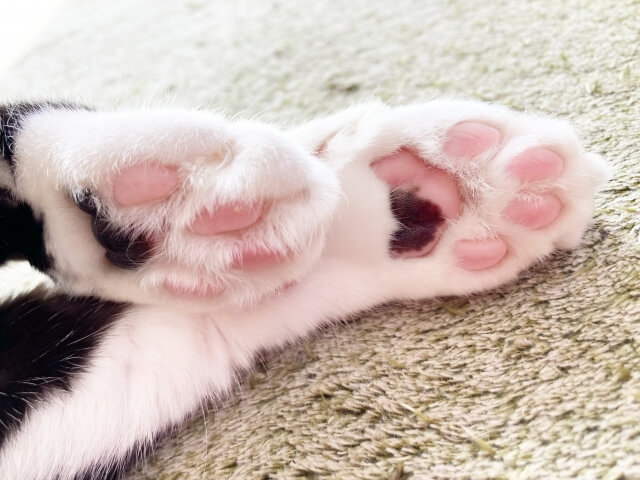 ネコ 肉球