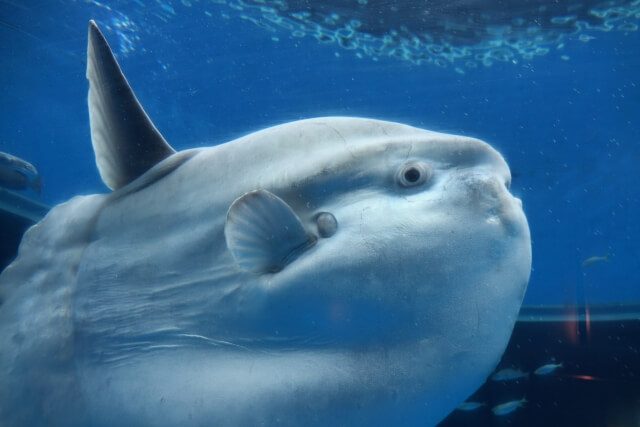 マンボウ
