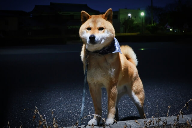 イヌ 柴犬