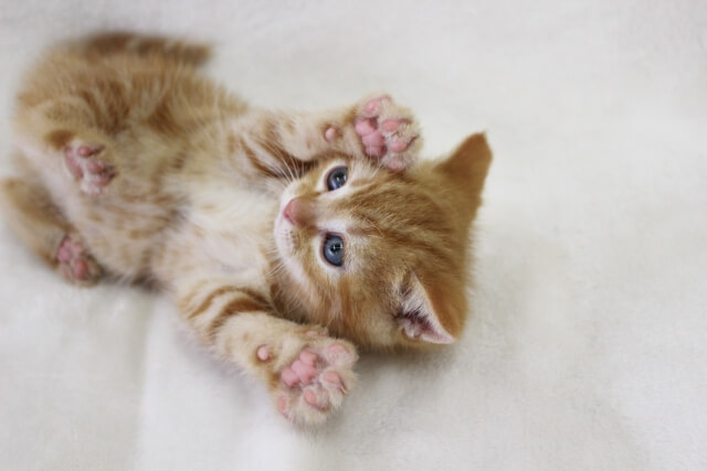スコティッシュフォールド 子猫 肉球 ネコ
