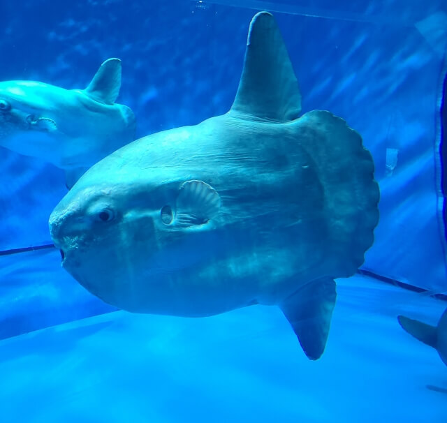 マンボウ