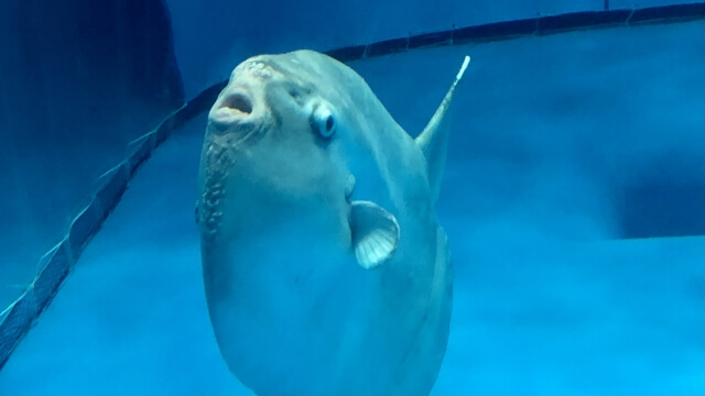 マンボウ