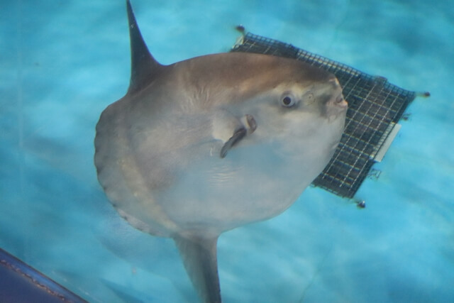マンボウ
