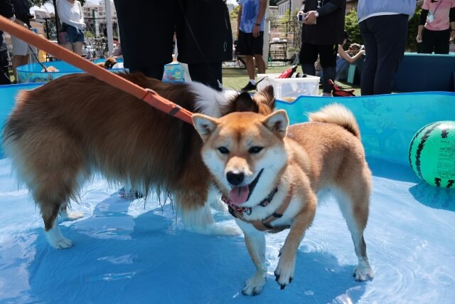 イヌ 柴犬 水浴び