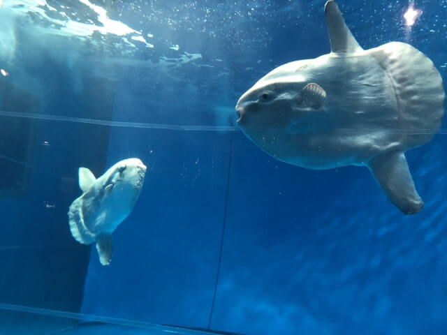 マンボウ