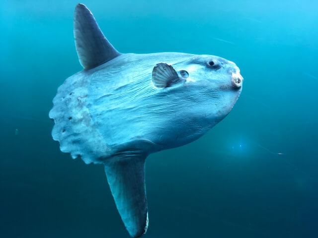 マンボウ