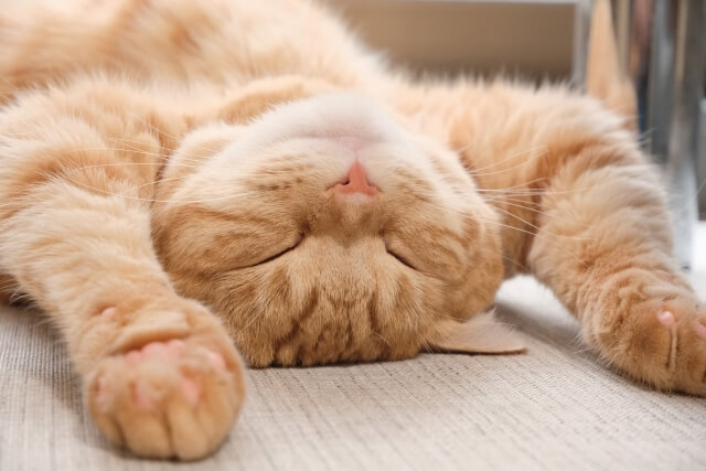 ネコ 睡眠 肉球