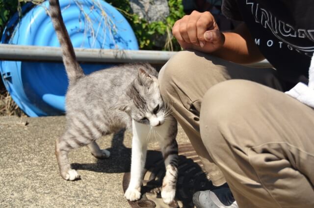 ネコ 足元にすり寄る