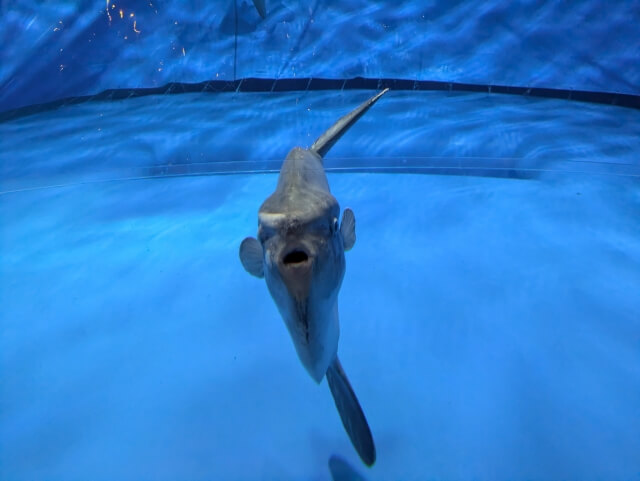 マンボウ