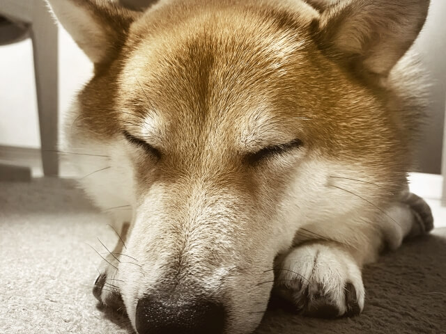 柴犬 ひげ イヌ