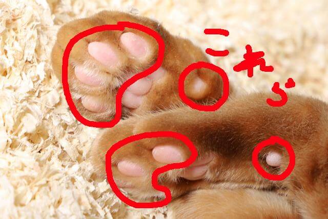 ネコ 肉球