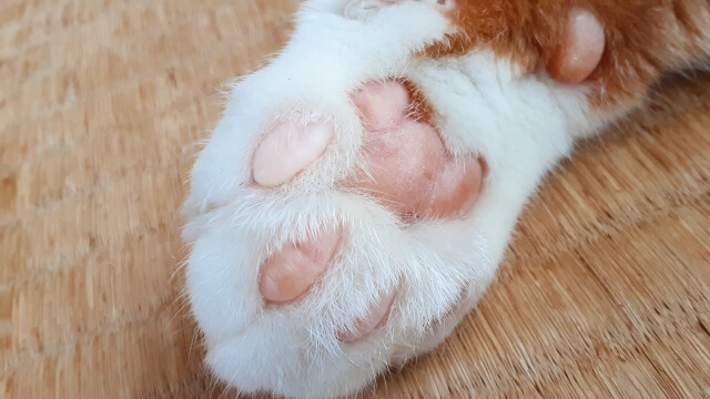 ネコ 肉球