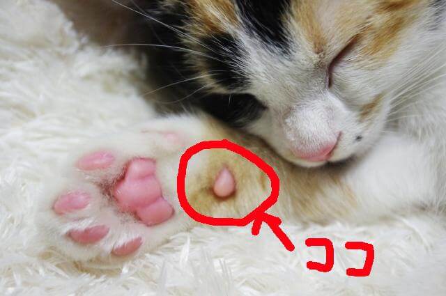 ネコ 肉球