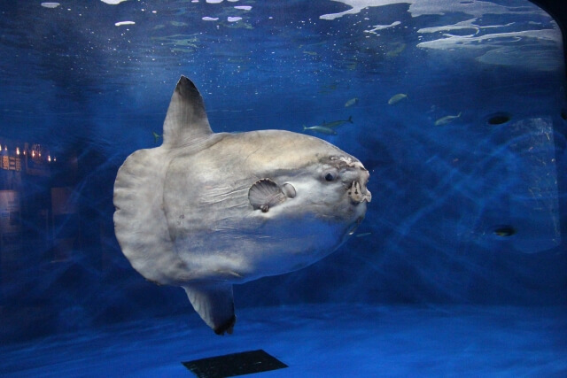 マンボウ