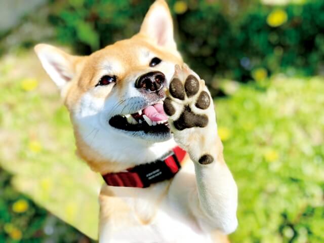 イヌ 柴犬 肉球