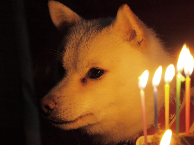 イヌ 柴犬