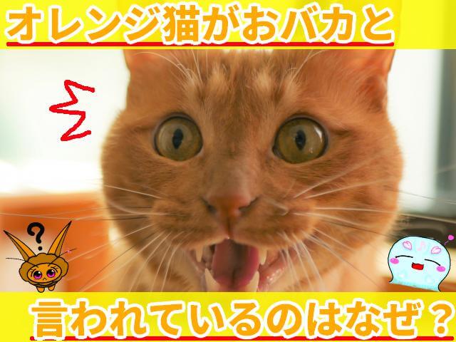 オレンジ猫 おバカ