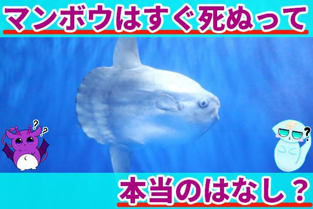 マンボウ すぐ死ぬ