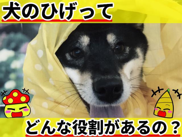 犬 ひげ 役割