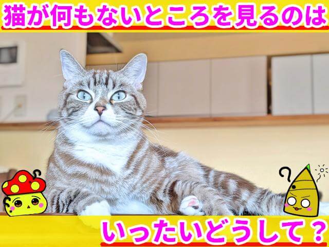 猫 何もないところを見る